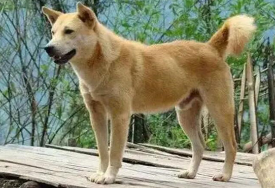 驱虫药哪个好(排名前十名)